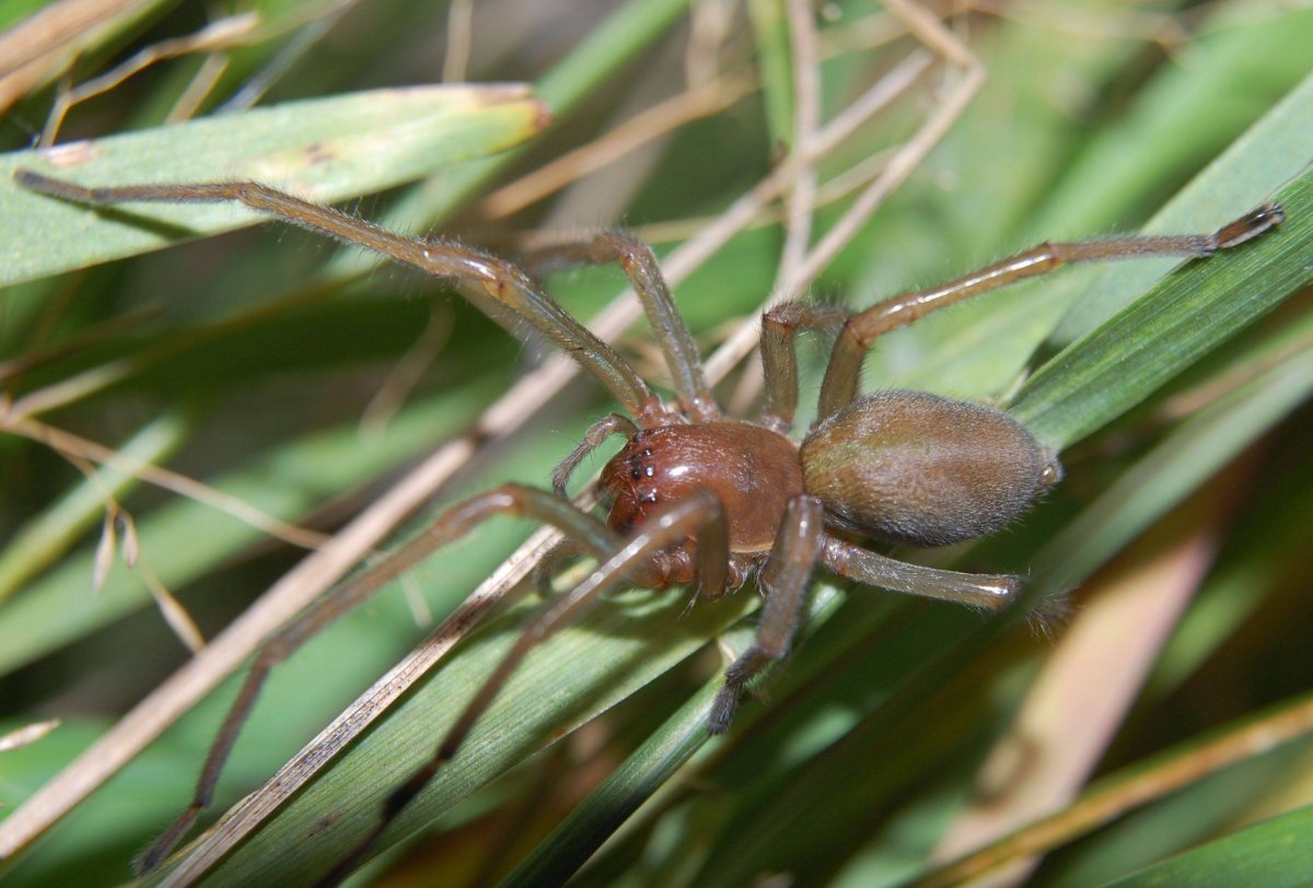False Widow паук