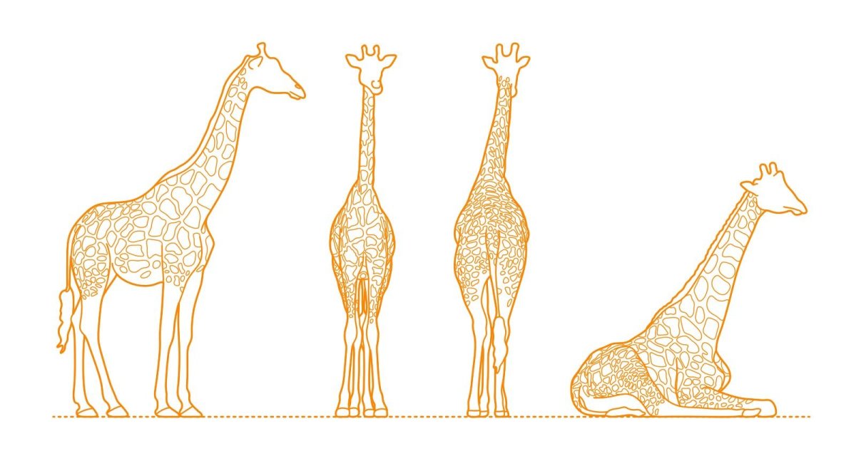 Жираф референс