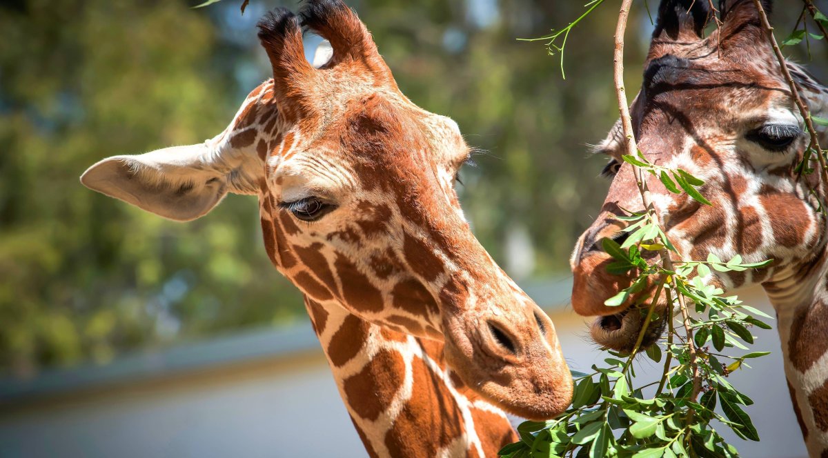 Жираф осенью