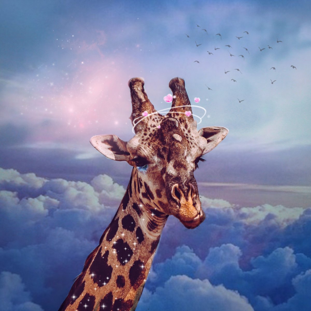 Жираф в небе