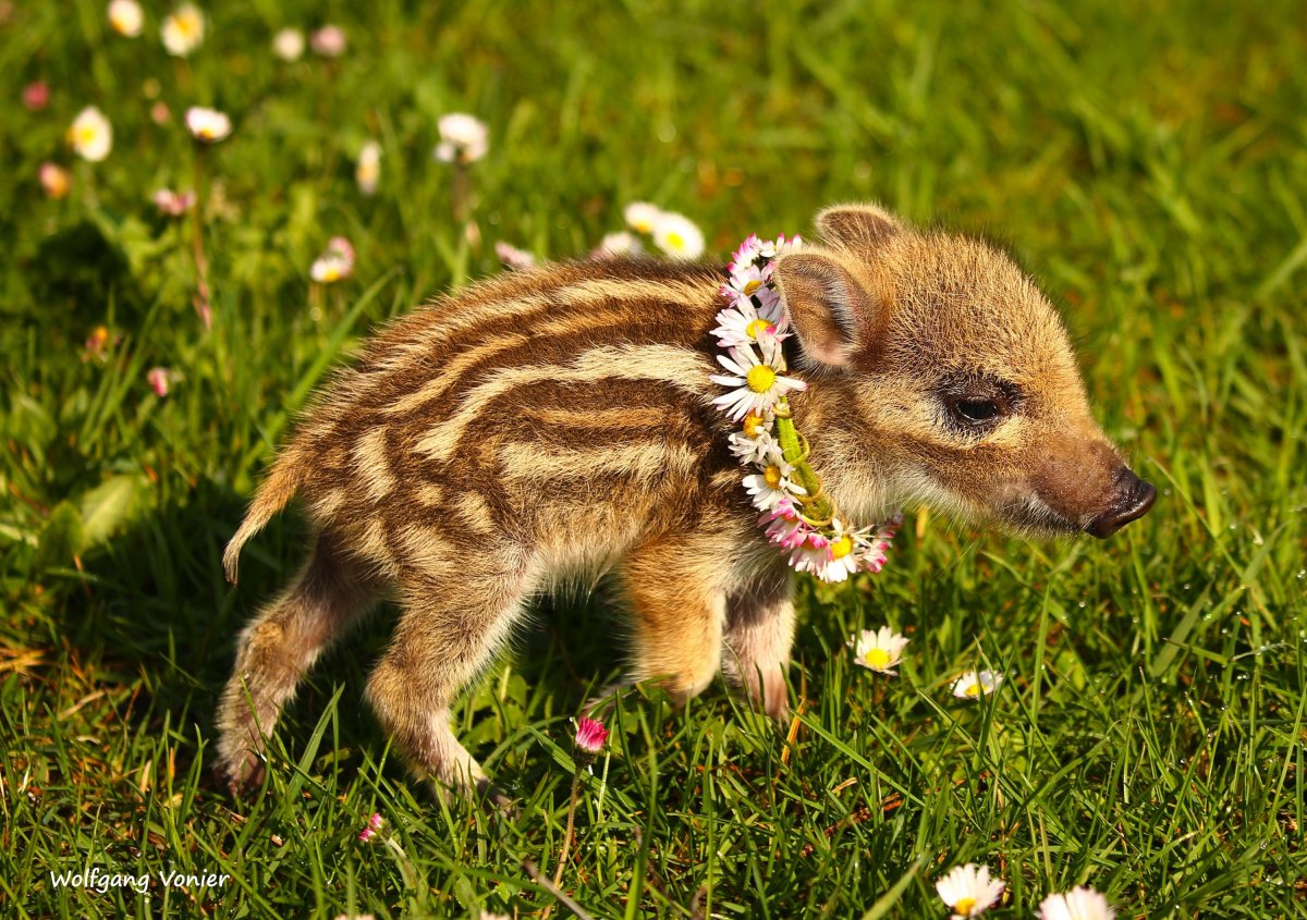 Кабанчики с кабанятами.