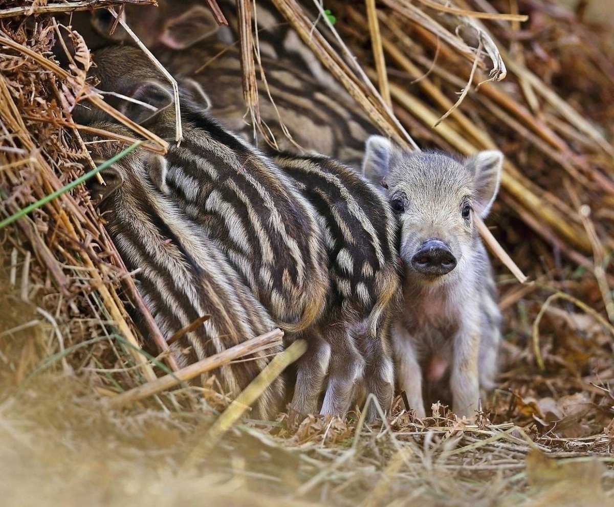 Маленький Лесной кабанчик
