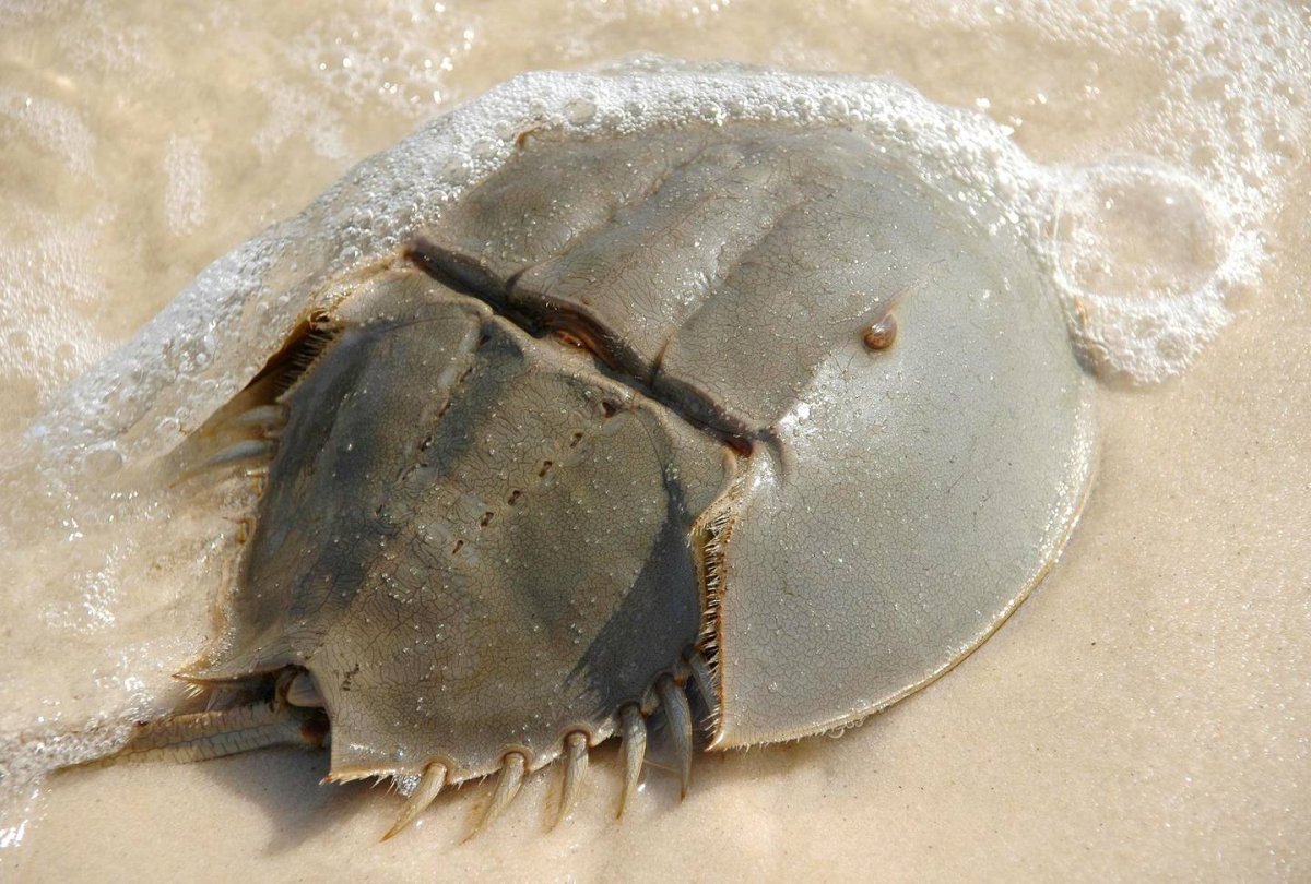 Мечехвост Limulus Polyphemus