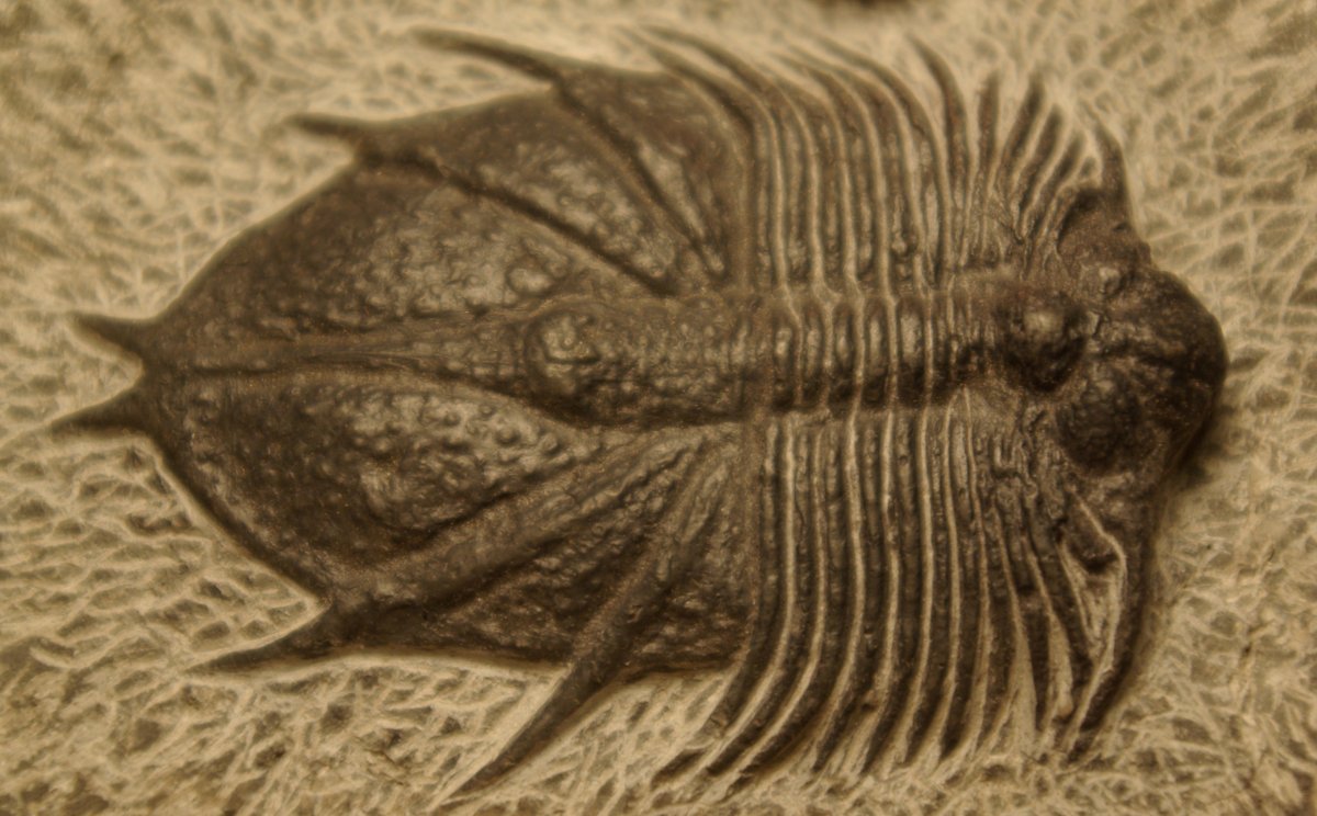 Трилобит динозавр