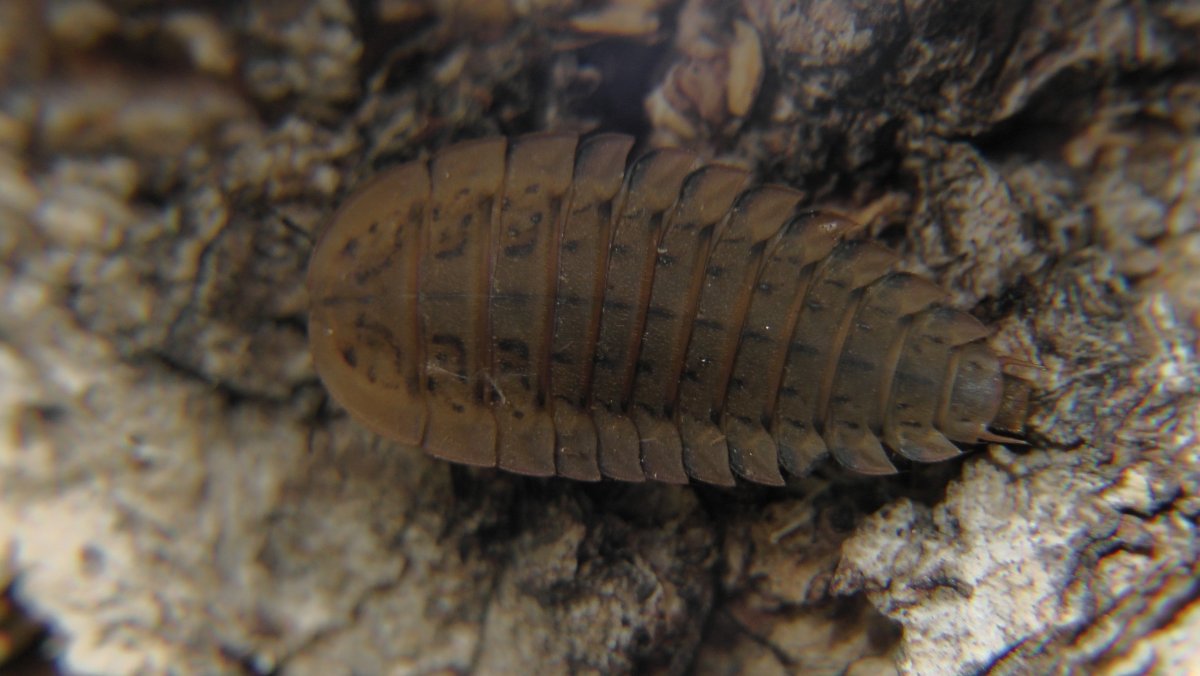 Динозавры Трилобит Стегоцефал