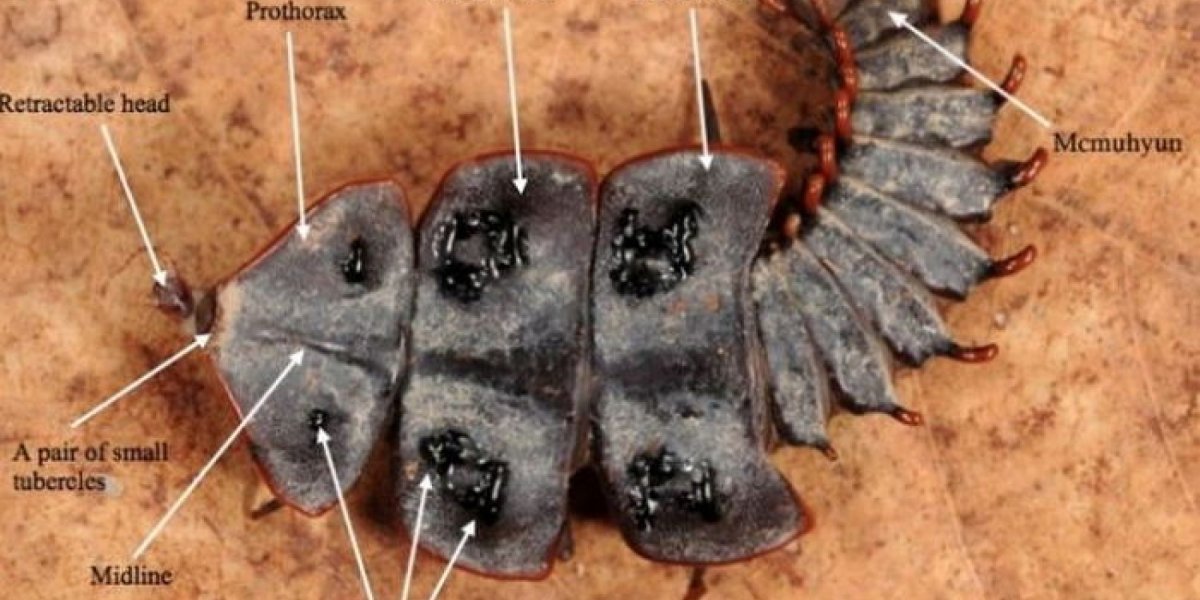 Трилобит современный Жук