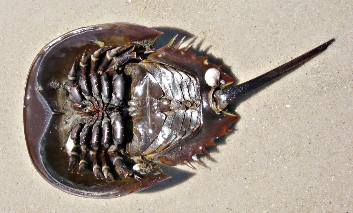 Жук мечехвост