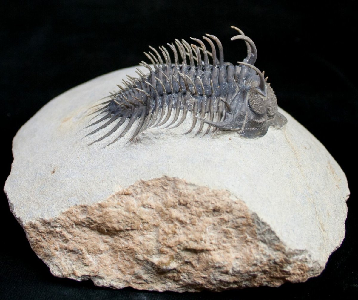 Трилобит Ювелирное украшение