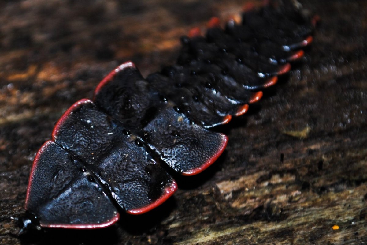 Жук Трилобит фото