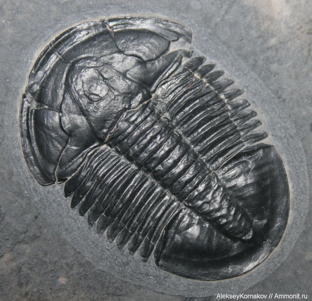 Мечехвост бабочка