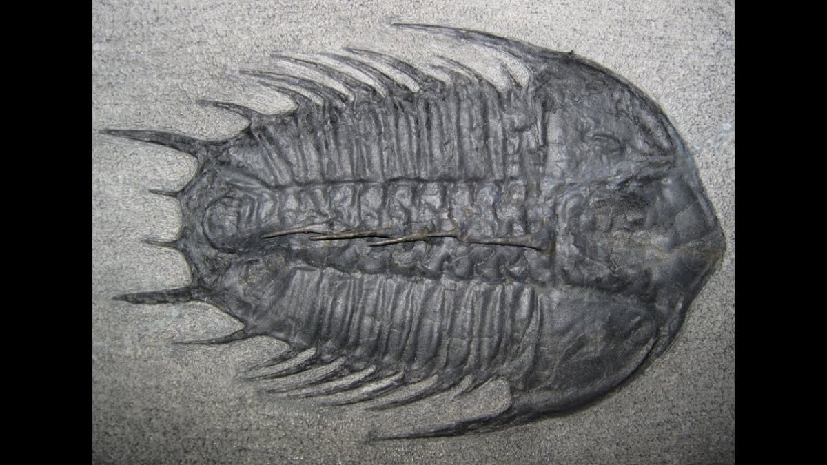 Трилобит мечехвост