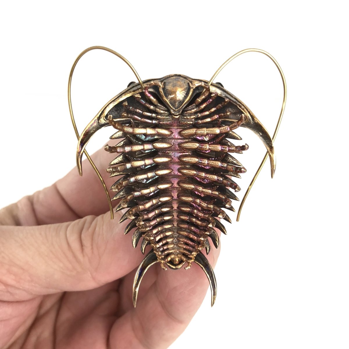 Трилобит мечехвост