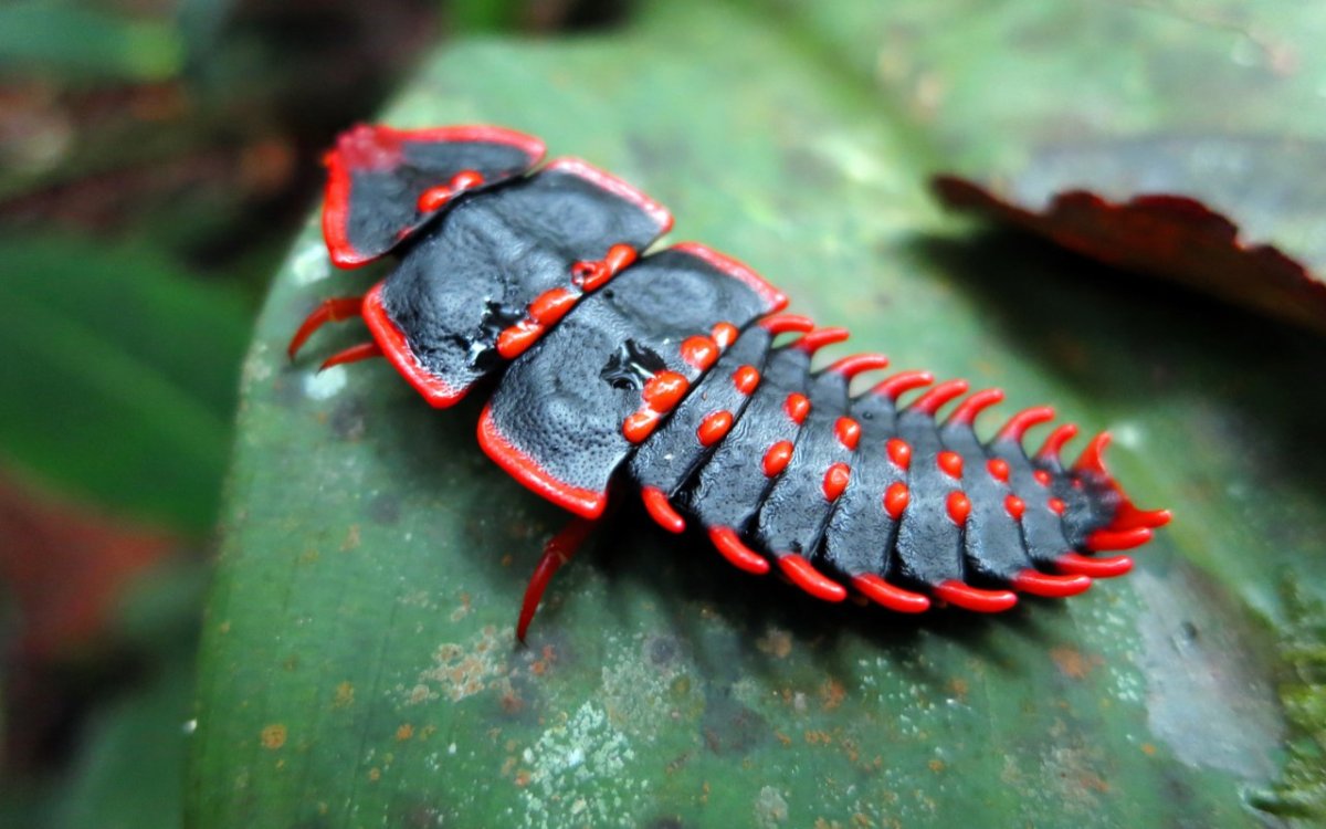 Жуки трилобиты