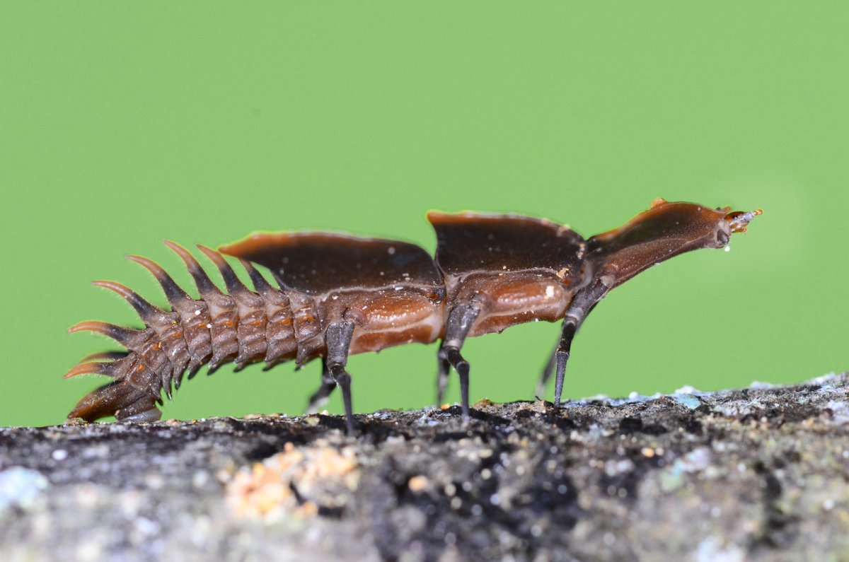 Жук Трилобит самец