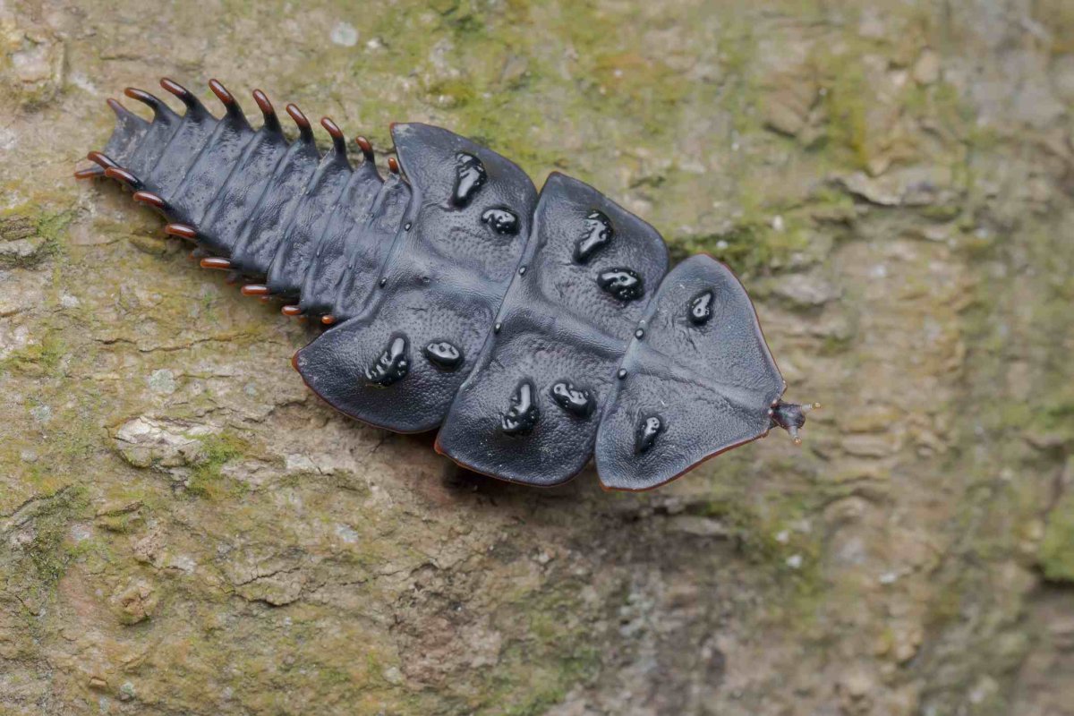 Жуки трилобиты