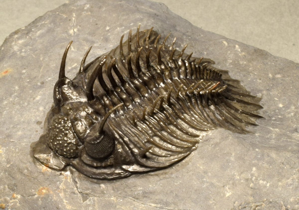 Украшения с насекомыми