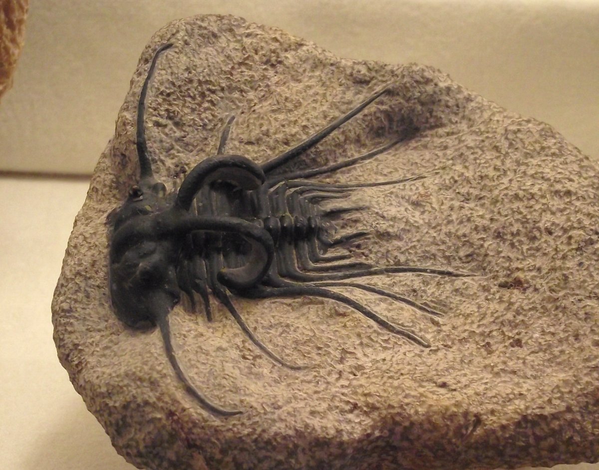 Личинка мертвоеда (Silphidae)