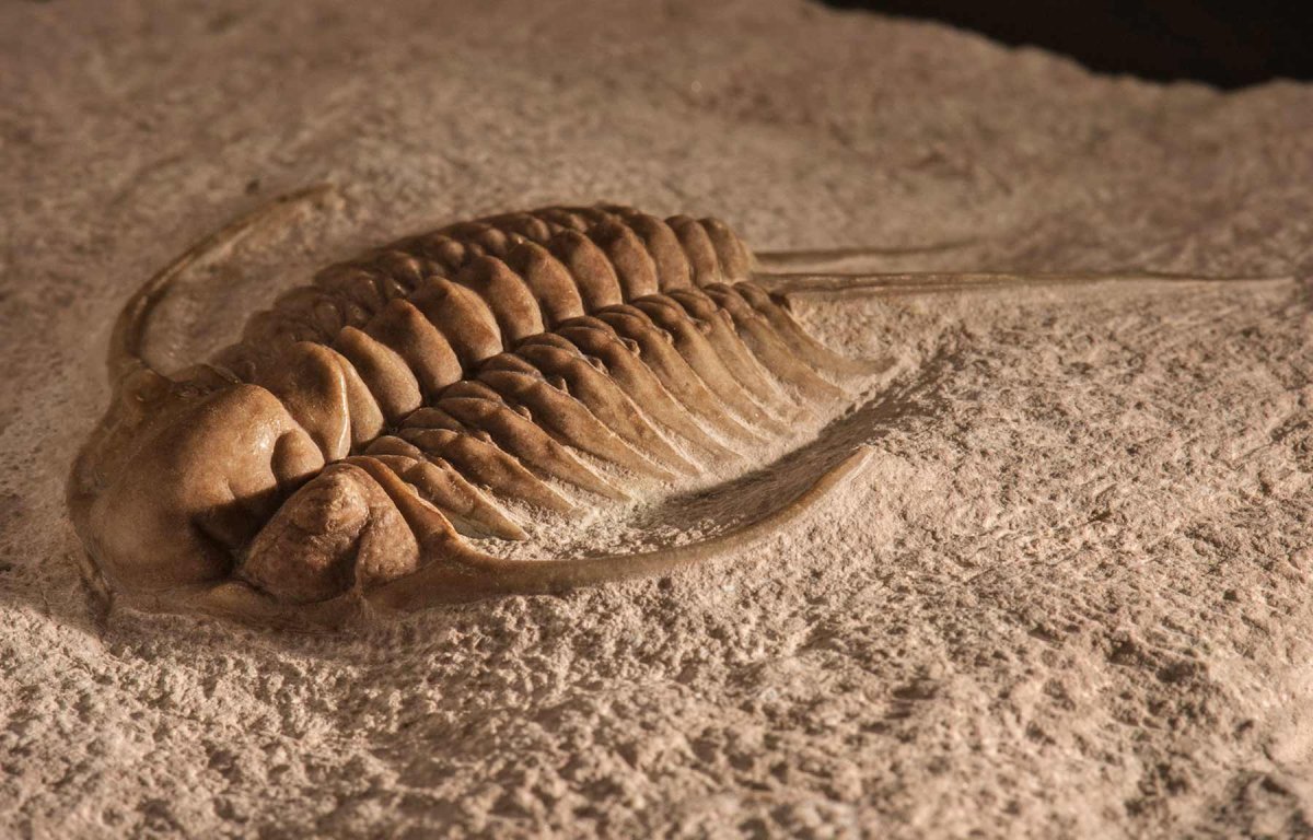 Хитон и Трилобит