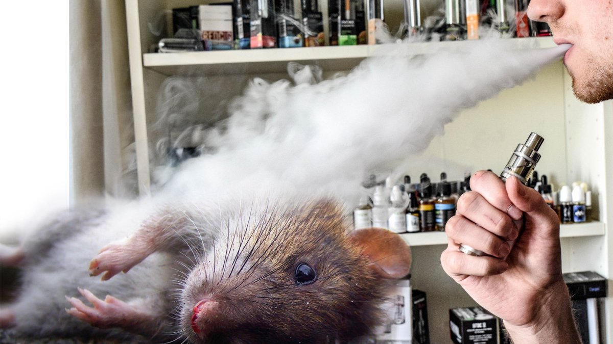 Пьяная мышь