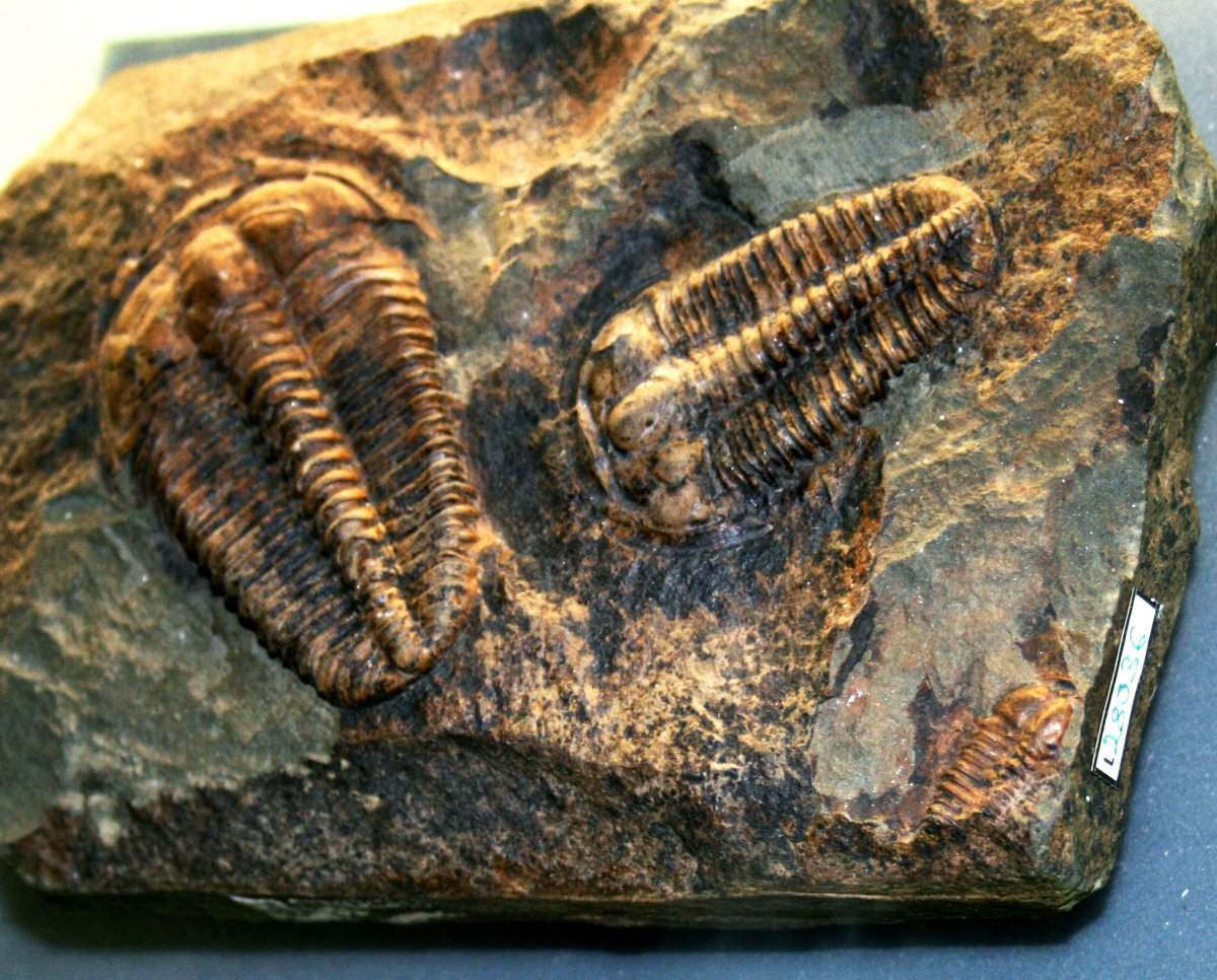 Жук мечехвост