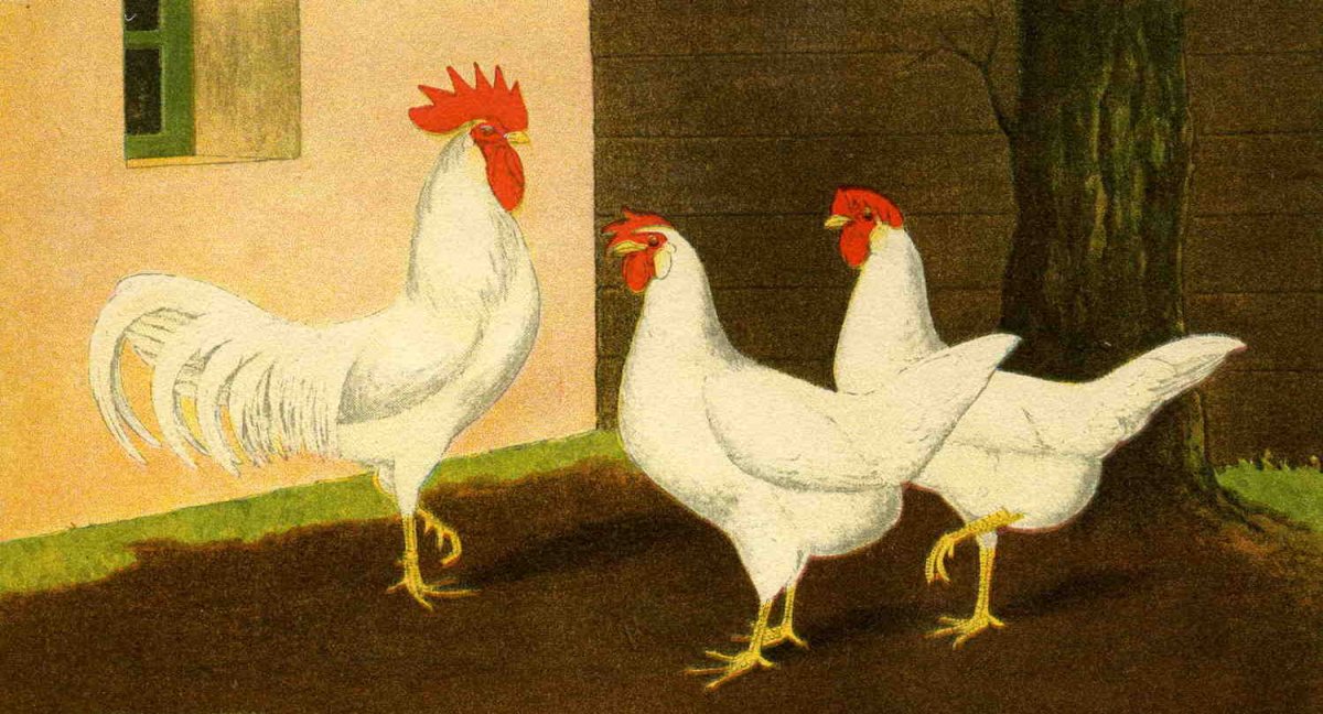 Леггорн голубой