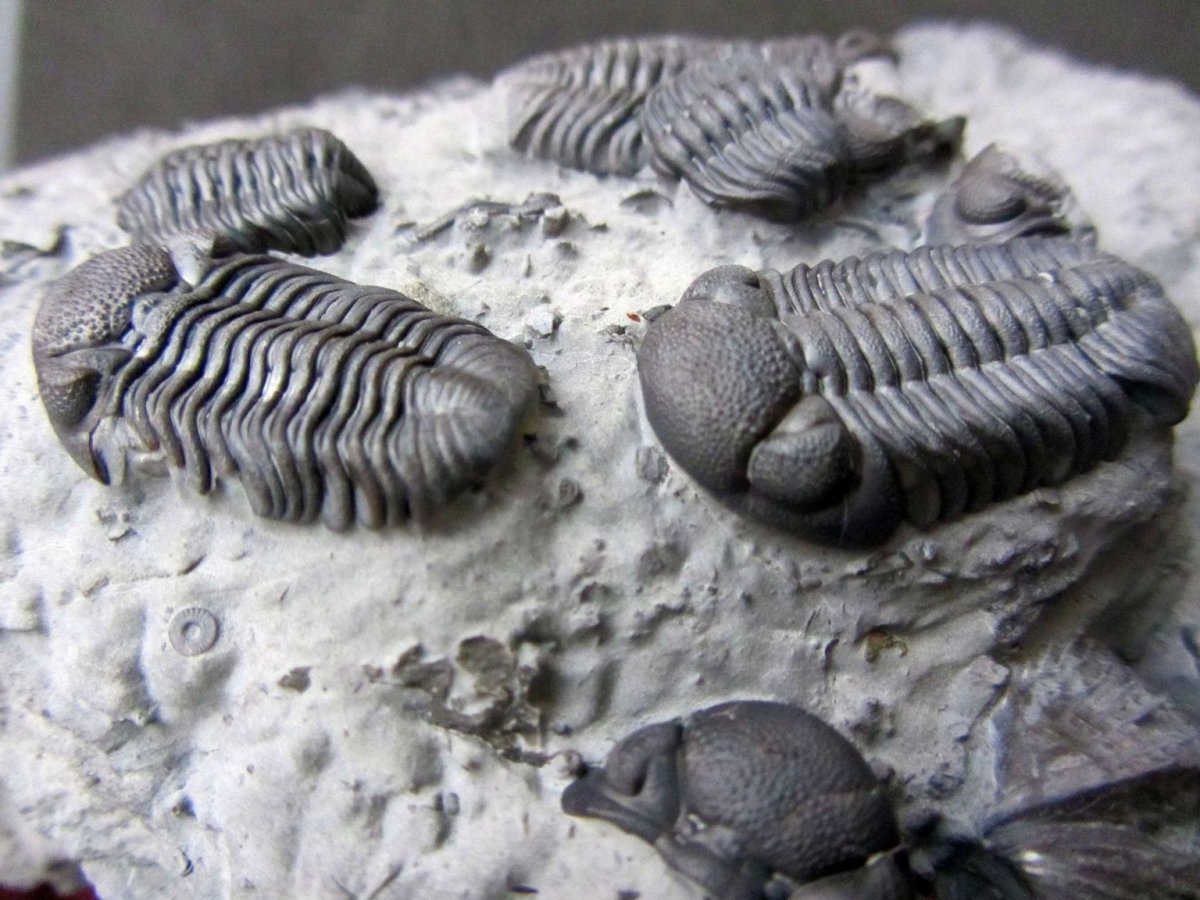 Черные трилобиты