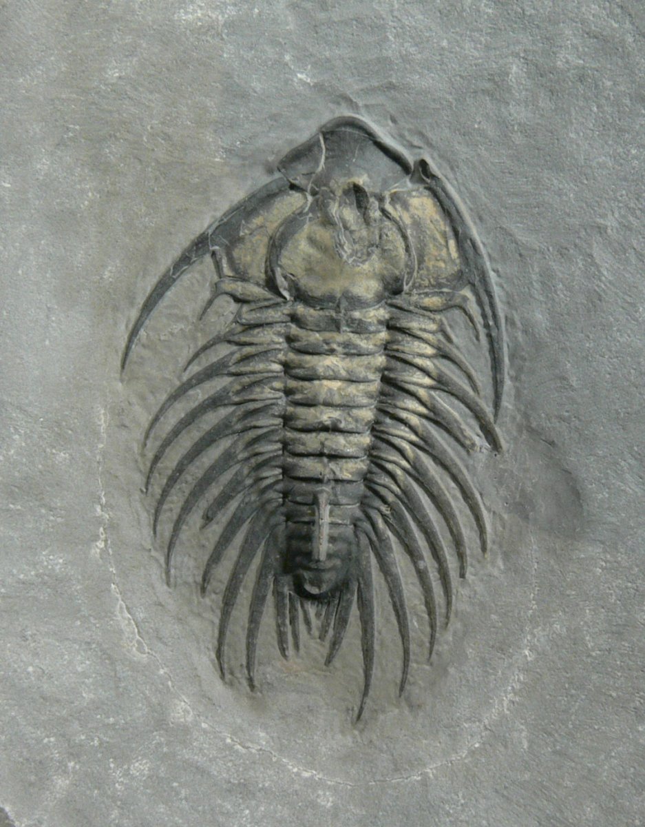 Панцирный мечехвост