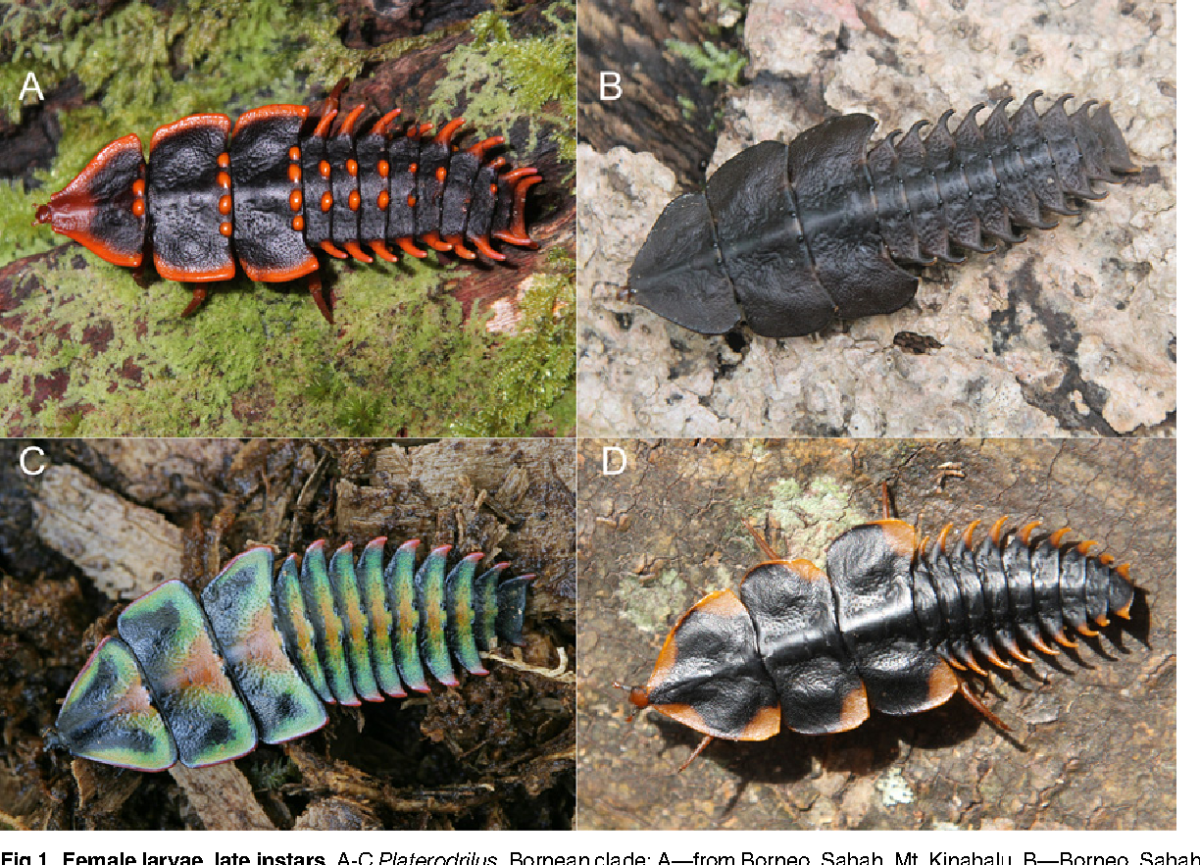 Жук Трилобит самец