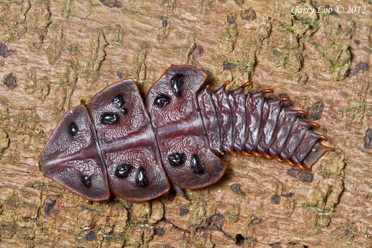 Трилобит живой