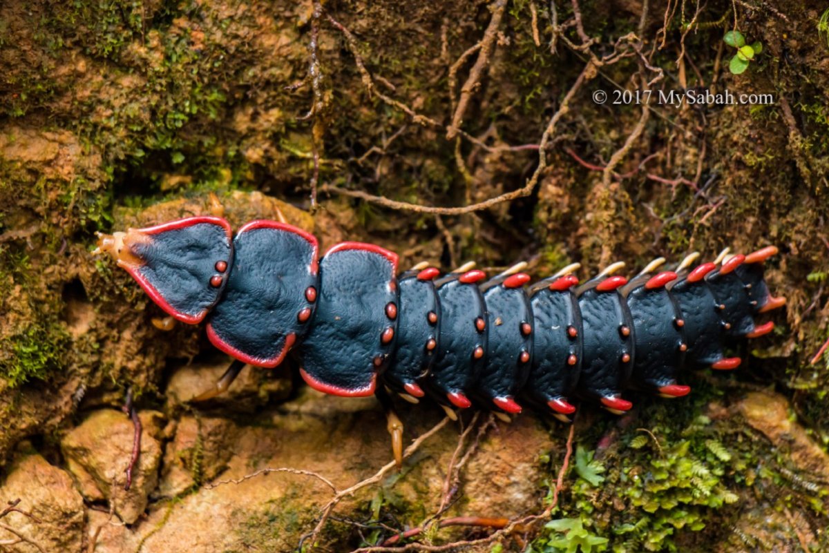 Жук Трилобит самец