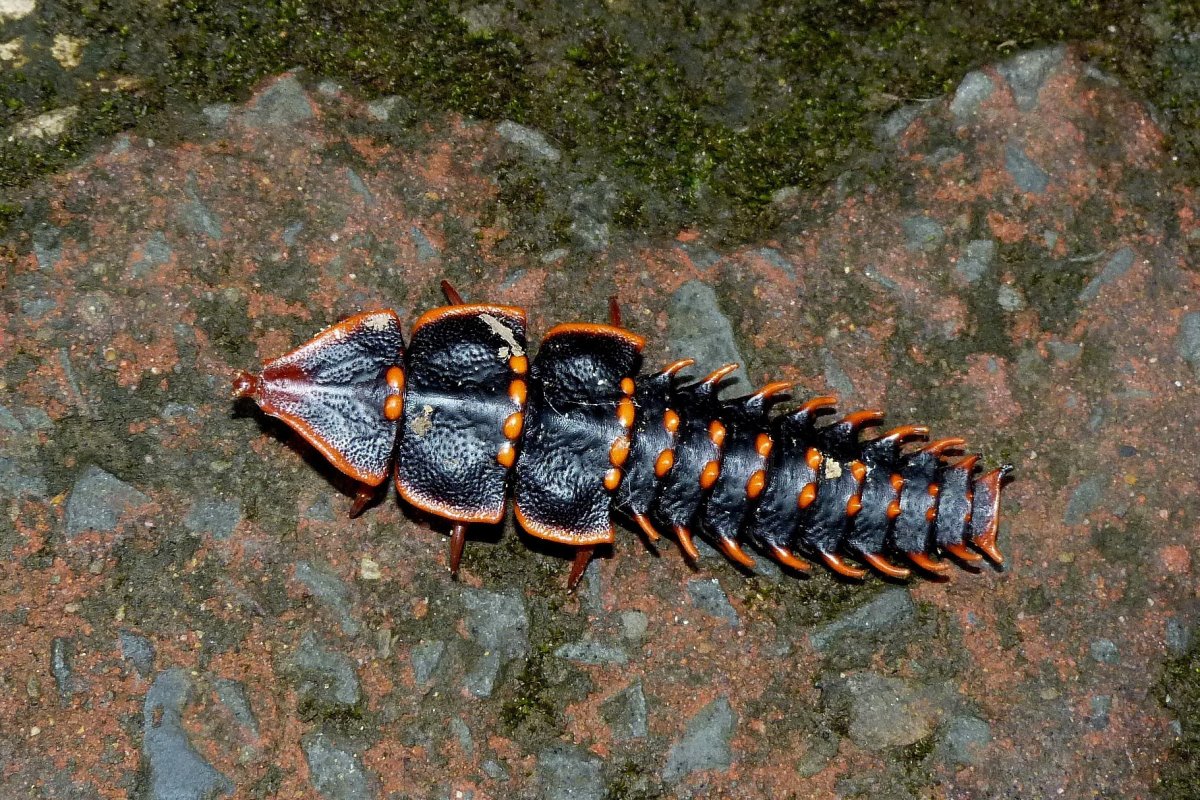 Trilobite Beetle Жук