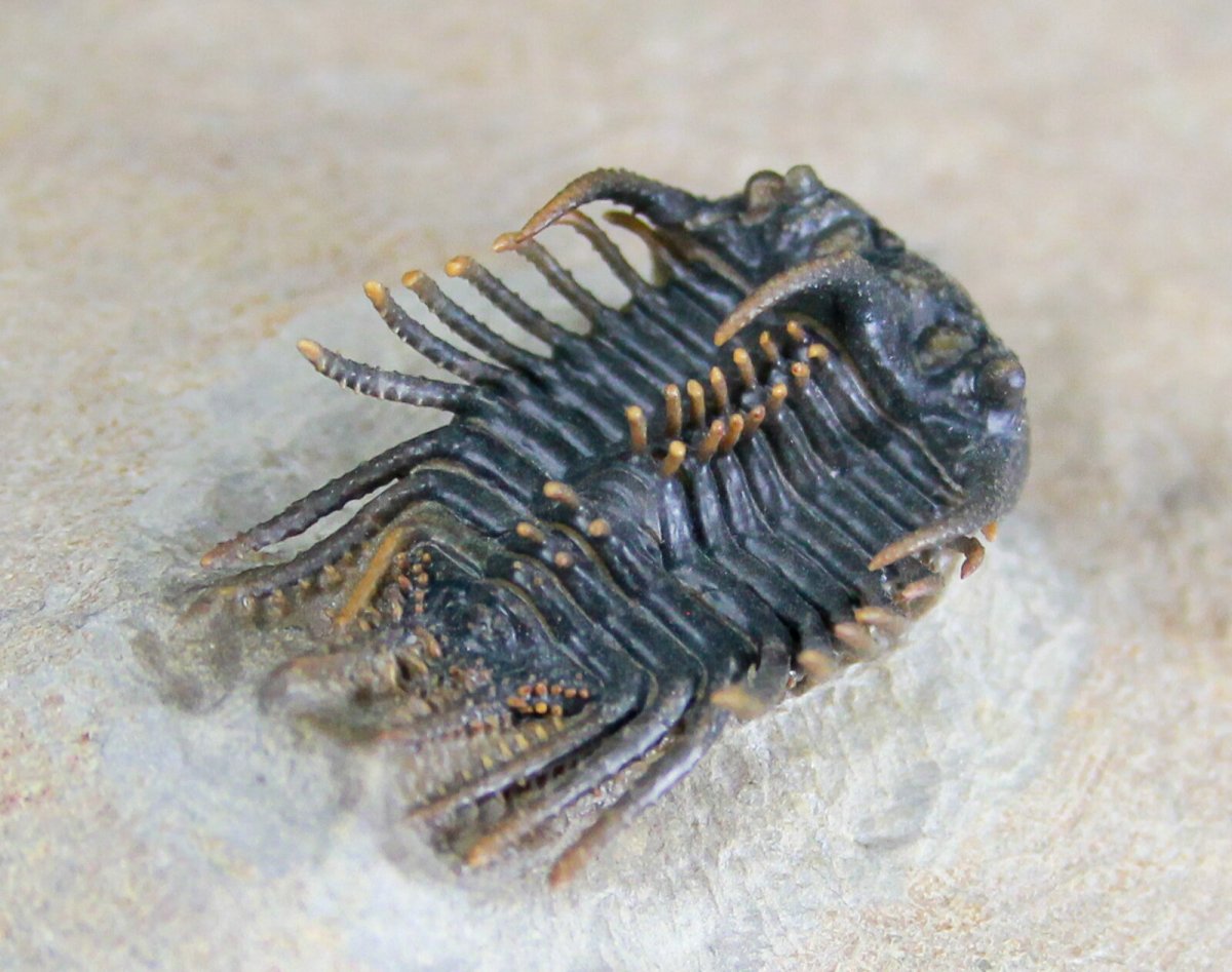 Крылов трилобиты