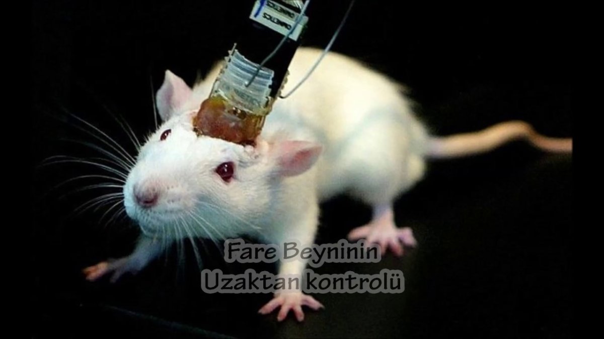 Эллен Ван Дилен