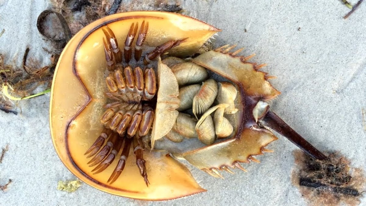 Кембрийский период трилобиты