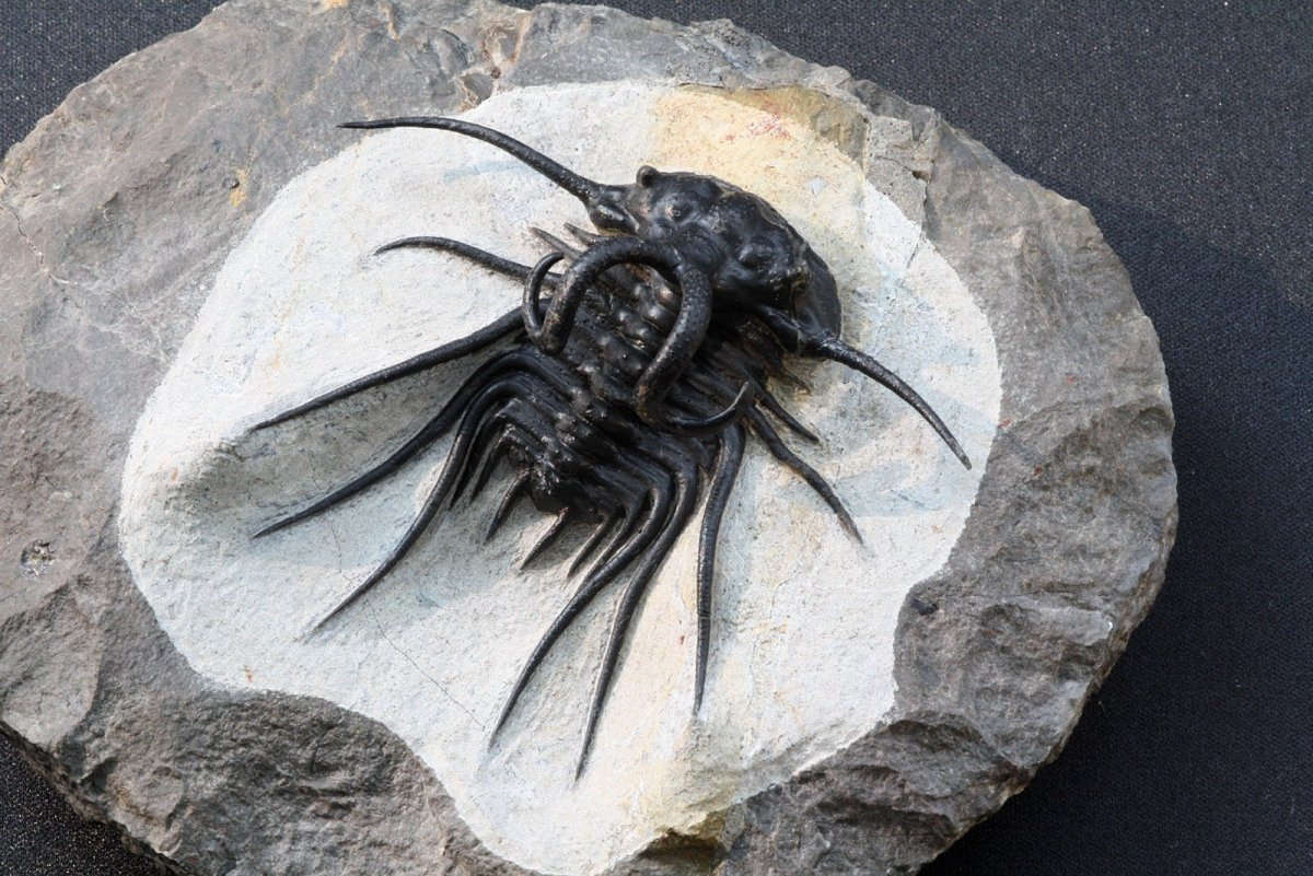 Останки трилобитов