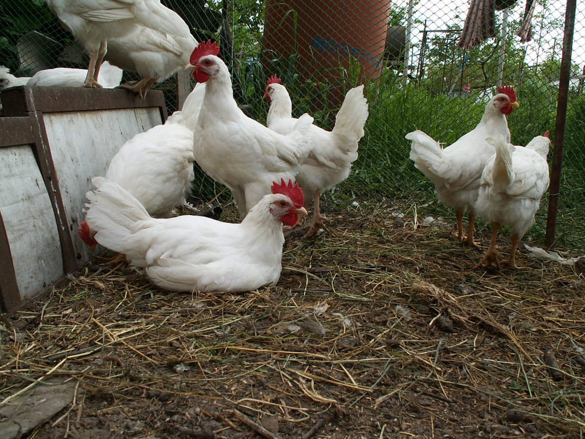 Петух серебристый Леггорн