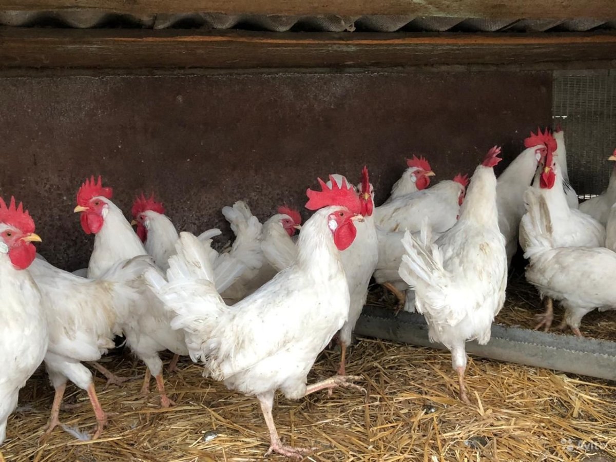 Порода кур Леггорн Браун