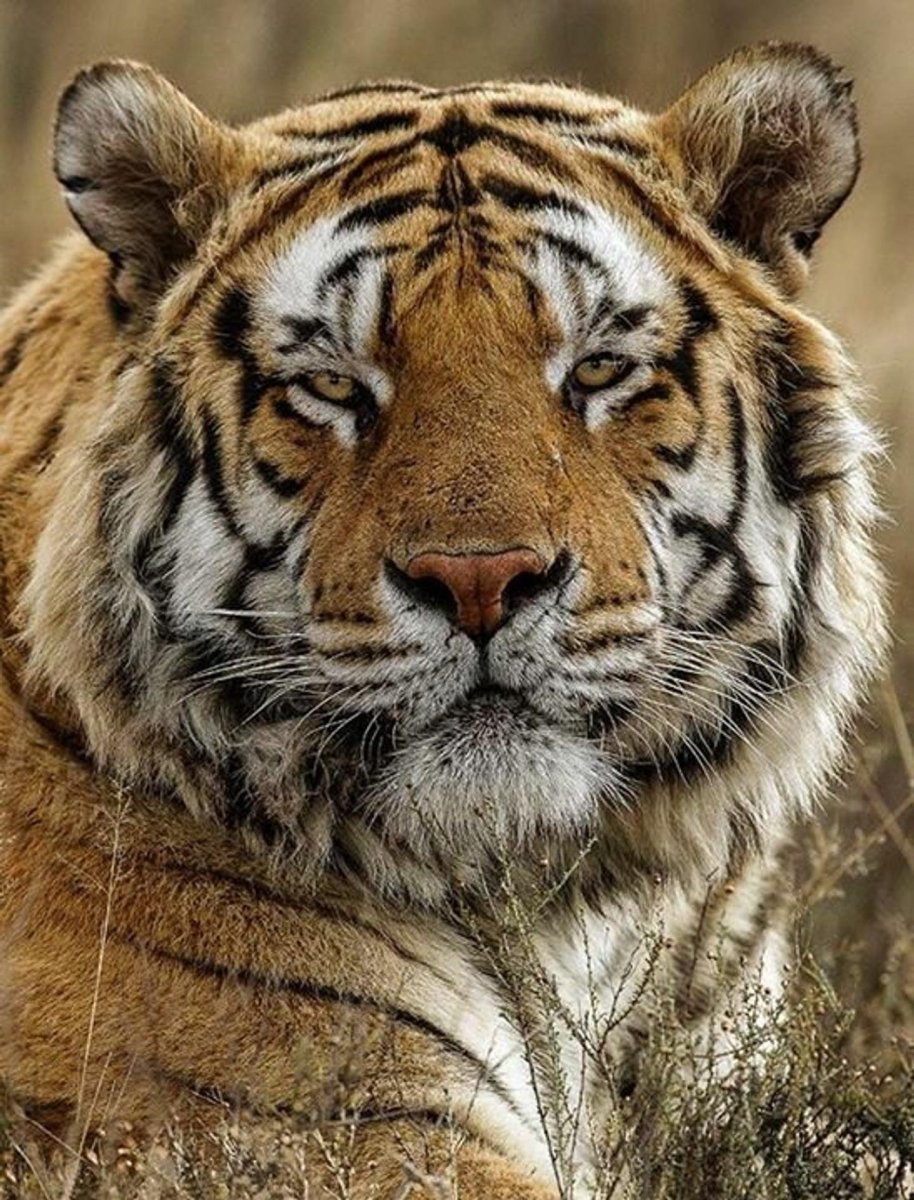 Красивый Лис