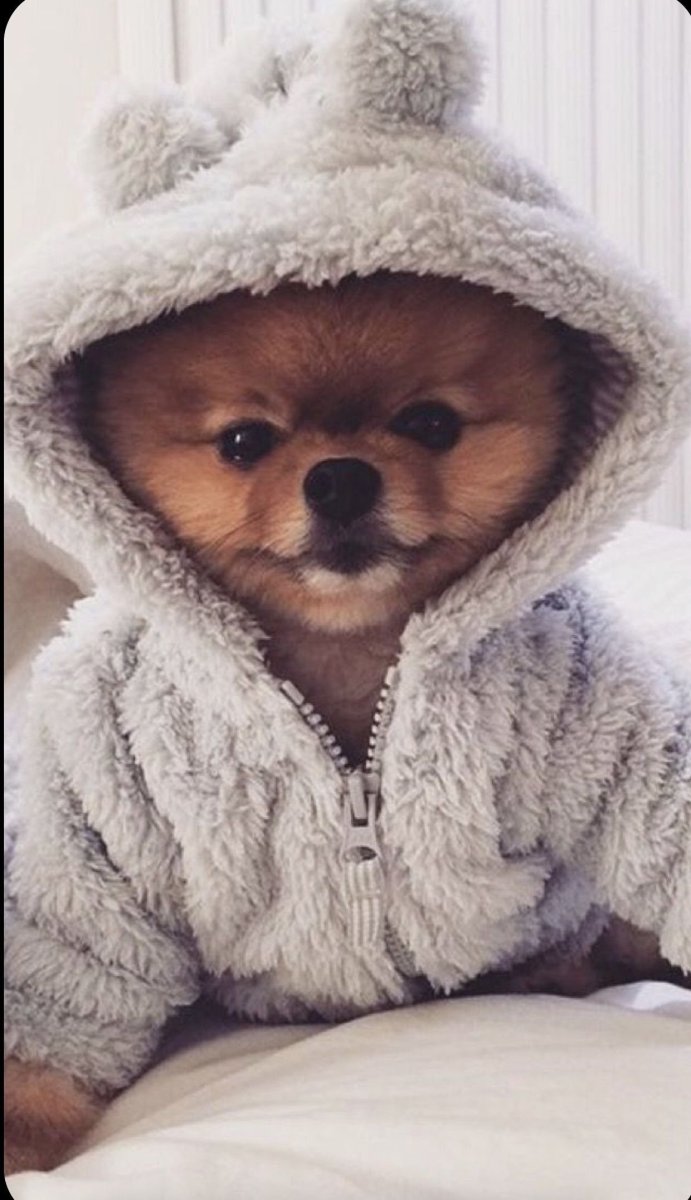 Шпиц померанский в одежке