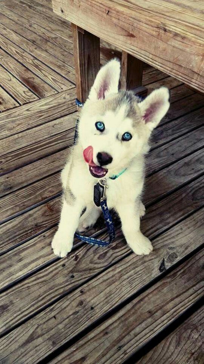 Крутые и милые собаки