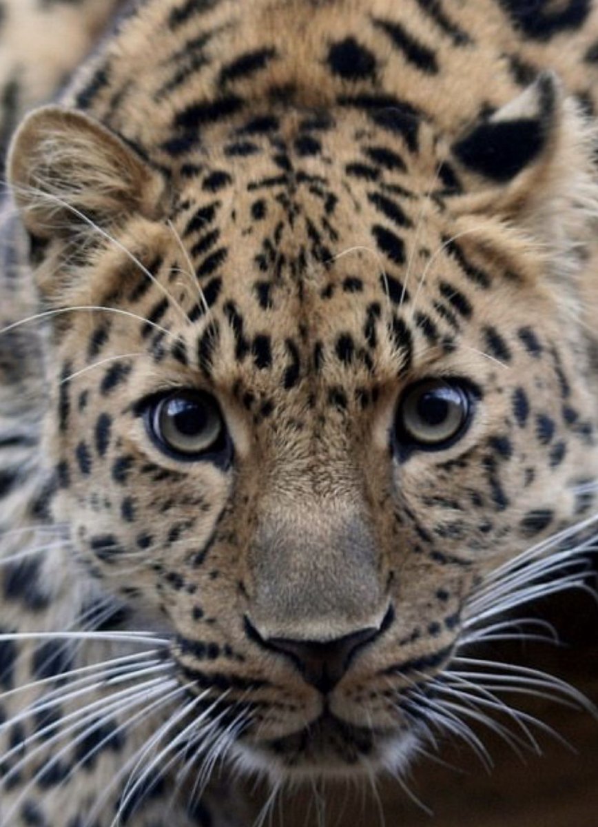 Влюбленные тигры