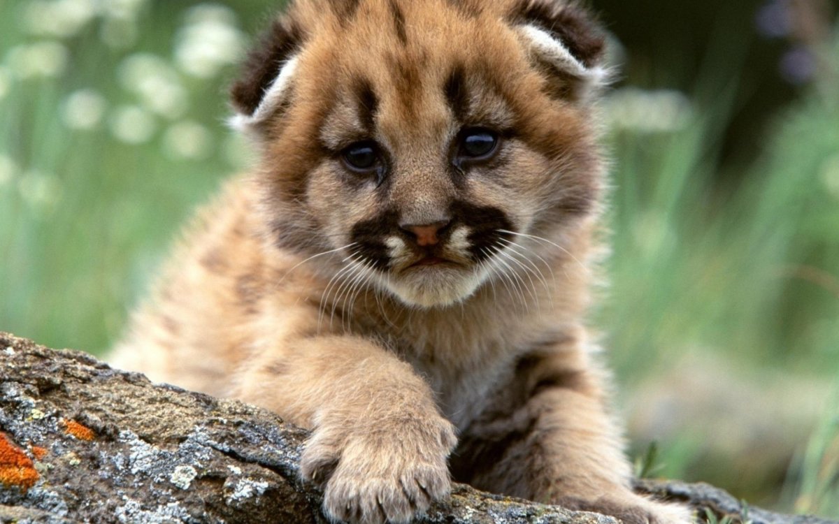 Лиса фенек милые