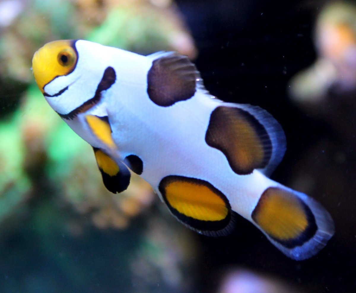 Костные рыбы