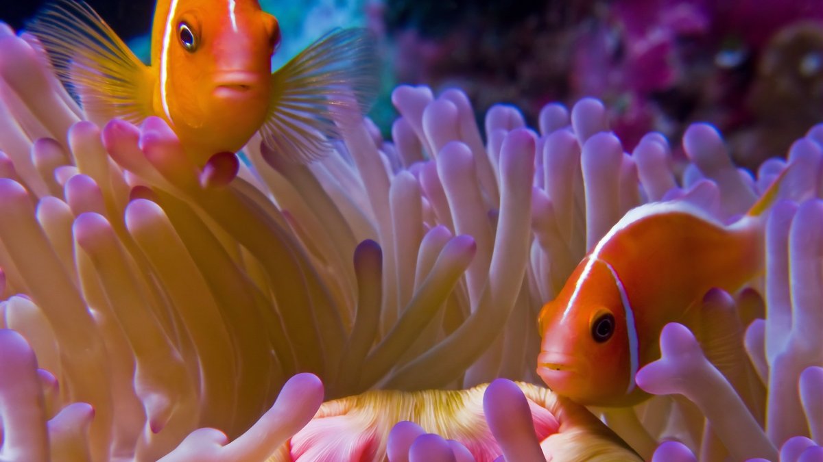 Необычные рыбы