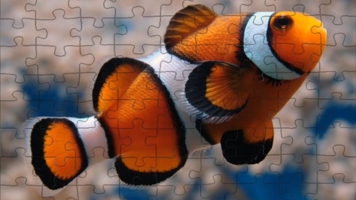 Пестрая крылатка рыба