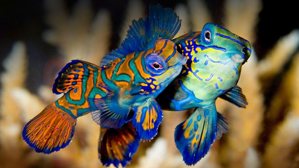 Рыба клоун синяя