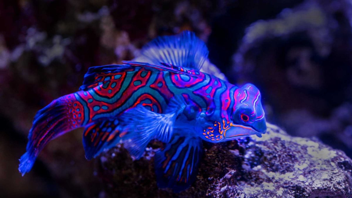 Губан доктор