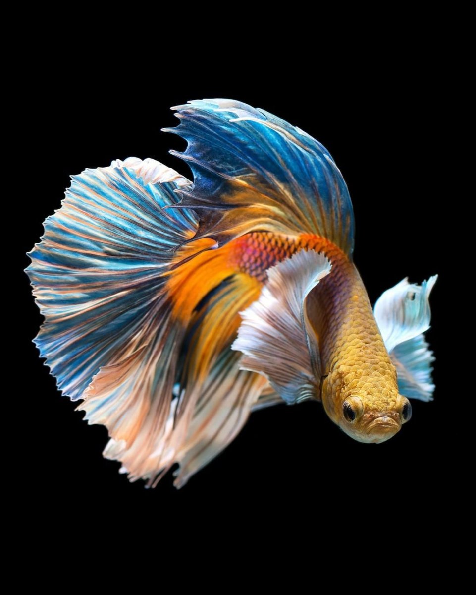 Ангел Наварры