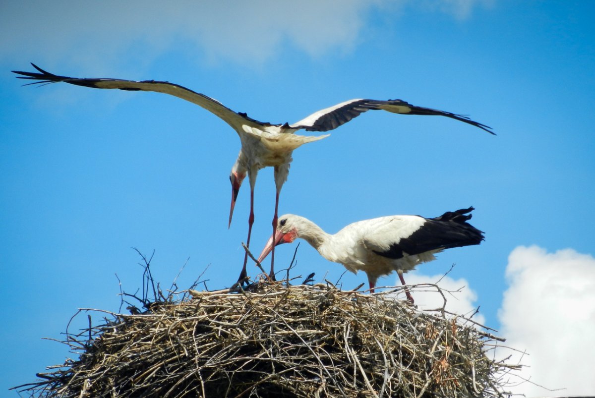 Белый Аист Липецк