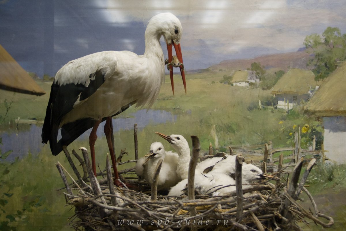 Гнездо аиста